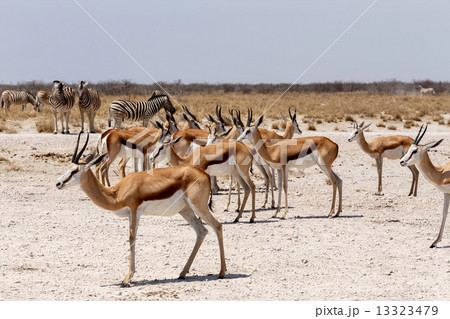 herd of springbok in Etosha 13323479
