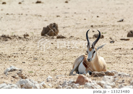 Portrait of Springbok Antidorcas marsupialis 13323480