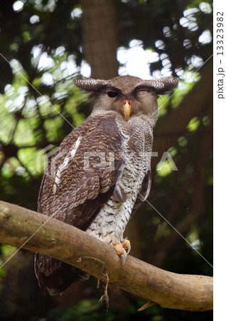 Barred Eagle Owl Barred Eagle Owl 13323982