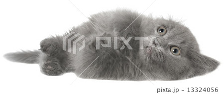 Frightened gray kitten isolated 13324056