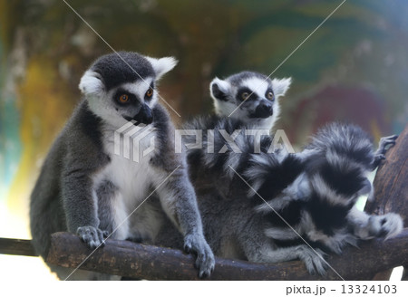 Ring-tailed lemur (Lemur Catta) behind a glass aviary zoo Ring-tailed lemur (Lemur Catta) behind a glass aviary zoo 13324103