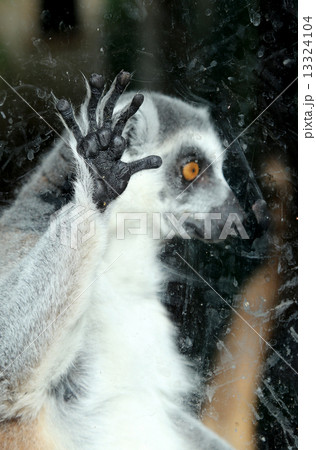 Ring-tailed lemur (Lemur Catta) behind a glass aviary zoo 13324104