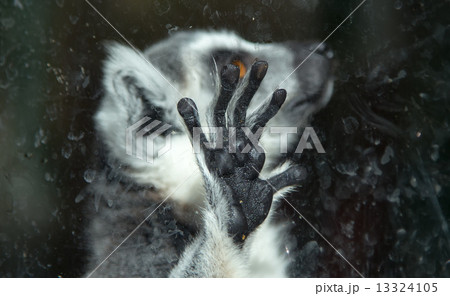 Ring-tailed lemur (Lemur Catta) behind a glass aviary zoo 13324105