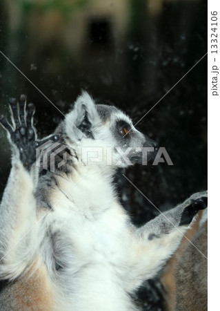 Ring-tailed lemur (Lemur Catta) behind a glass aviary zoo 13324106