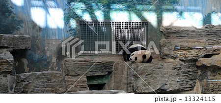 Giant Panda from Beijing Zoo, China Giant Panda from Beijing Zoo, China 13324115