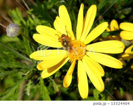 Or Yehuda Bee on Daisy 2011 13324404