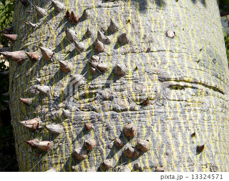 Or Yehuda Chorisia speciosa trunk 2010 13324571
