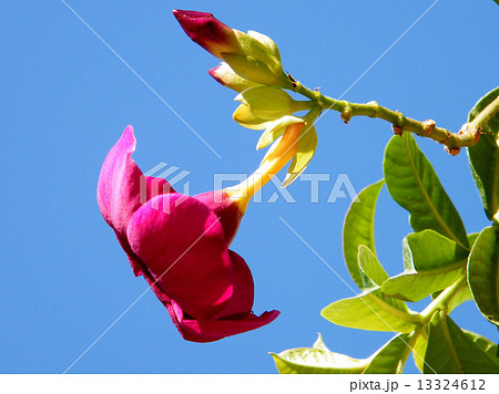 Or Yehuda flower of Mandevilla sanderi 2010 Or Yehuda flower of Mandevilla sanderi 2010 13324612