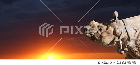 The white rhinoceros or square-lipped rhinoceros (Ceratotherium simum)  13324949