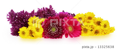ガーベラと菊 ガーベラと菊 13325638