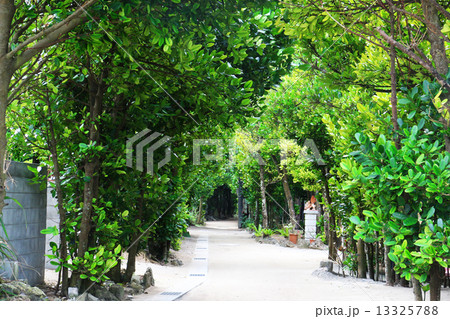 フクギ並木 13325788
