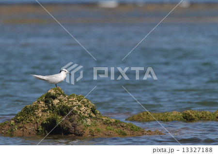 自然 鳥類 エリグロアジサシ、潮が満ち始めた岩礁で羽を休める 自然 鳥類 エリグロアジサシ、潮が満ち始めた岩礁で羽を休める 13327188