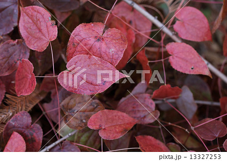 エピメディウムの紅葉 13327253