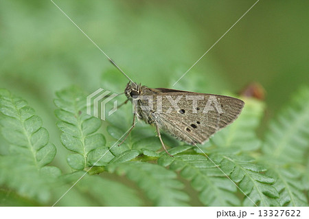 生き物 昆虫 クロボシセセリ、後翅外側の黒点が目立ちます。ヤシ科の観葉植物とともに北上中とか 生き物 昆虫 クロボシセセリ、後翅外側の黒点が目立ちます。ヤシ科の観葉植物とともに北上中とか 13327622