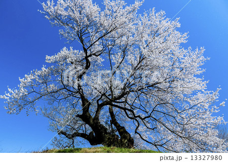 芋植え桜 13327980