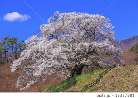 発知の苗代桜２ 13327981