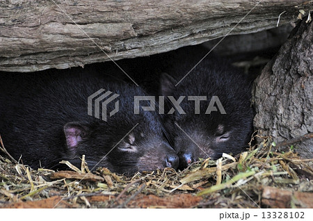 タスマニアデビル 13328102