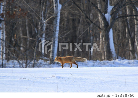 鶴居村のキタキツネ 13328760