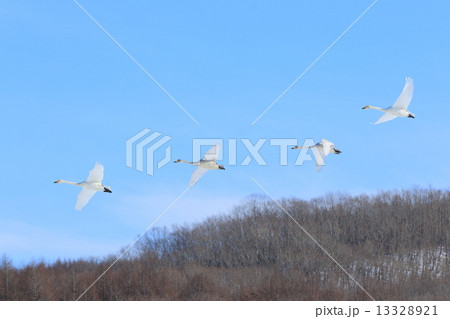 冬のハクチョウ 13328921
