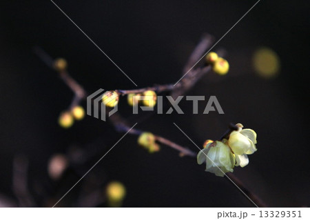 ロウバイ 13329351