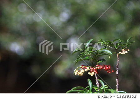 マンリョウ 13329352