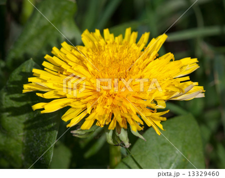 Blossom dandelion head Blossom dandelion head 13329460