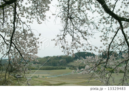 伊香立桜ー１ 13329483