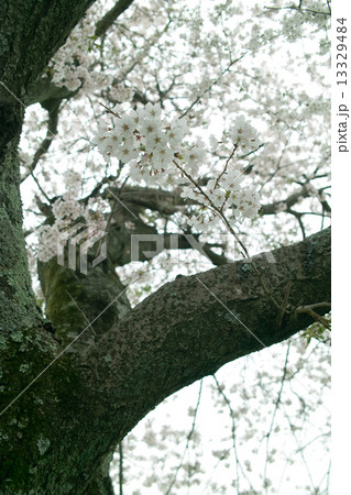 伊香立桜ー２ 13329484