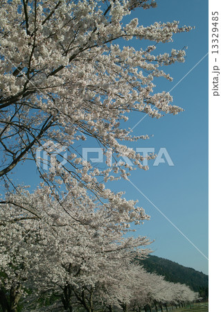 朽木大野桜 13329485