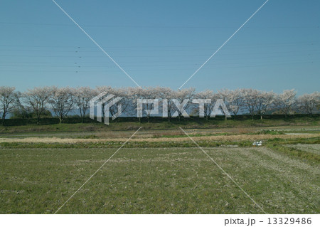 安曇川土手桜 安曇川土手桜 13329486