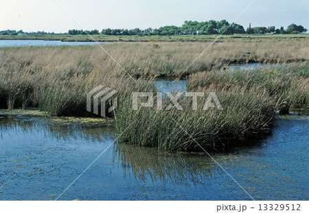 ベネツィアのラグーン ベネツィアのラグーン 13329512