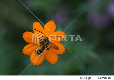 生き物　昆虫　オオハラナガツチバチ、花壇のコスモスで吸蜜。止まるたびに花が重さでお辞儀をしていました 13329636