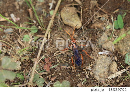 生き物　昆虫　モンクモバチ、巣穴をほる場所を探しています。条件が厳しいのか方々歩き回っていました 13329792