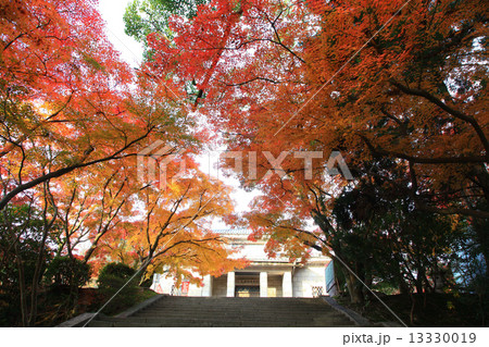 紅葉の長府博物館 紅葉の長府博物館 13330019
