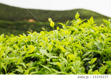 Highland tea plantation with focus on young tea shoots 13330237