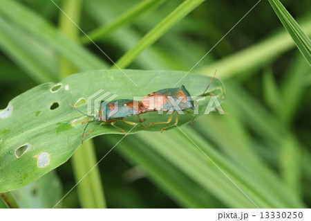 生き物　昆虫　セアカツノカメムシ、カラフルなカメムシ。オスのお尻にはハサミがあり今使っているはずです 13330250