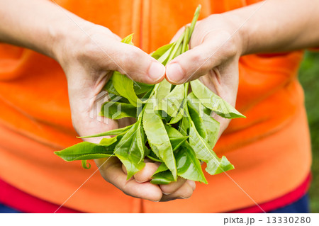 Holding a handful of freshly harvested tea leafs with the fingers forming heart shape Holding a handful of freshly harvested tea leafs with the fingers forming heart shape 13330280