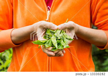 Holding a handful of freshly harvested tea leafs with the fingers forming heart shape 13330282