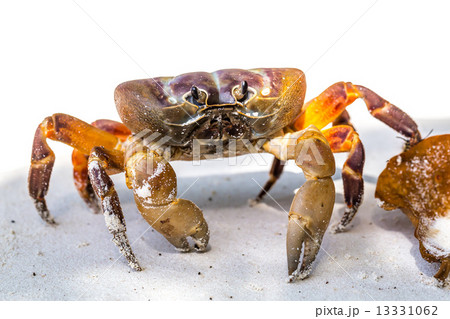 Hairy leg mountain crab, Tachai island, Phang Nga Province, Thai Hairy leg mountain crab, Tachai island, Phang Nga Province, Thai 13331062