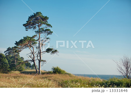 Pine tree on the Baltic sea coast 13331646