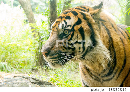 よこはま動物園ズーラシア スマトラトラの写真素材