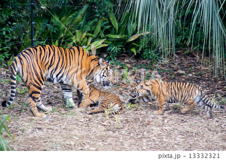 よこはま動物園ズーラシア スマトラトラの親子 13332321