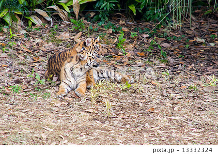 よこはま動物園ズーラシア スマトラトラの子供 13332324