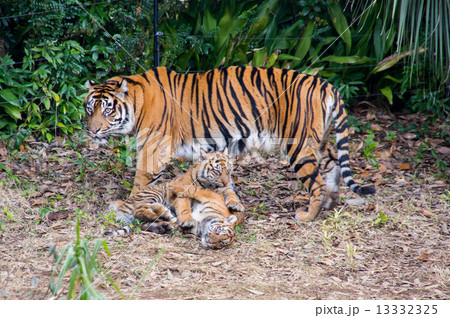 よこはま動物園ズーラシア スマトラトラの親子 よこはま動物園ズーラシア スマトラトラの親子 13332325