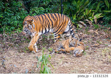 よこはま動物園ズーラシア スマトラトラの親子 13332326