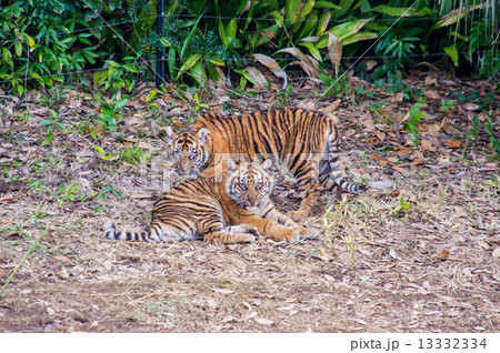 よこはま動物園ズーラシア スマトラトラの子供の写真素材