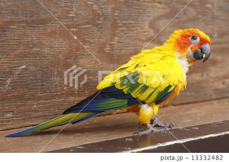 インコ 13332482