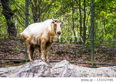よこはま動物園ズーラシア ゴールデンターキンの写真素材