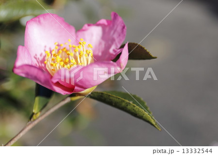 Camellia sasanqua  13332544