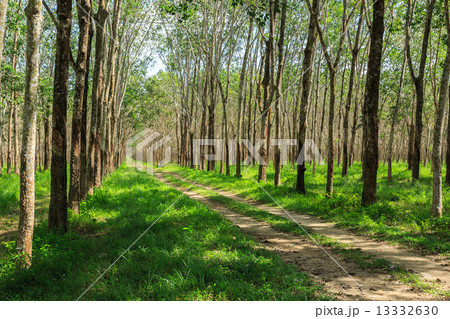Rubber Tree Plantation With Rows Of Trees 13332630